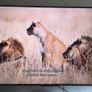 LG 65" UR78 Smart TV (2023 Model)  Excellent Condition Image 2