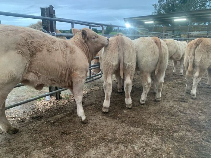 20 super u nd e grade heifers