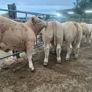 20 super u nd e grade heifers Image 7