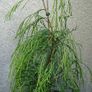 Chamaecyparis lawsoniana dark green and yellow green Image 3