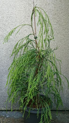 Chamaecyparis lawsoniana dark green and yellow green