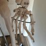 medical skeleton Image 6