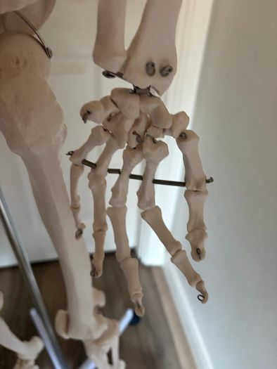 medical skeleton