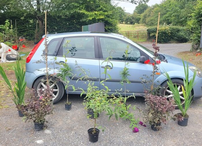 4 trees(copper beech and oak) and mature flowering shrubs