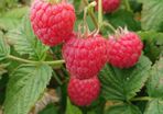 Raspberry Plants