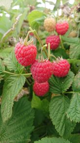 Raspberry Plants