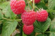 Raspberry Plants