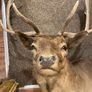 Fallow buck deer stag shoulder mount taxidermy 2 Image 8