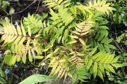 Sorbaria sorbifolia