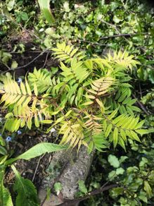 Sorbaria sorbifolia