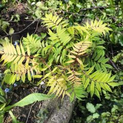 Sorbaria sorbifolia