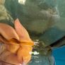A amber glass shade Image 2