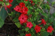 (M) Four O'clock Seeds Red seeds 2g (189392)