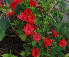 (M) Four O'clock Seeds Red seeds 2g (189392)