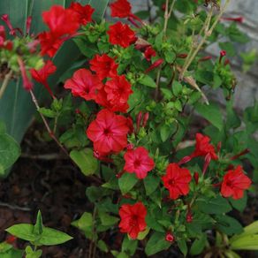 (M) Four O'clock Seeds Red seeds 2g (189392)