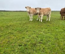 Organic Charolais breeding heifers