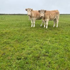Organic Charolais breeding heifers