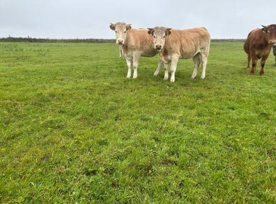 Organic Charolais breeding heifers