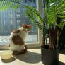 cat Image 4