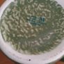 Arklow Pottery whiskey jug for Midleton Reserve Image 3