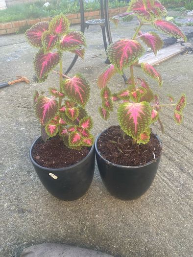 colues plants X2