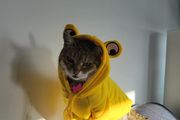 Small Dog or Cat Jumper - Yellow Frog Pet Hoodie