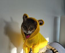 Small Dog or Cat Jumper - Yellow Frog Pet Hoodie