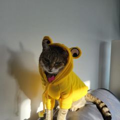 Small Dog or Cat Jumper - Yellow Frog Pet Hoodie