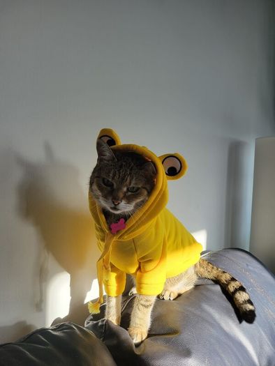 Small Dog or Cat Jumper - Yellow Frog Pet Hoodie