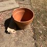plant pots job lot Image 3