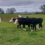 Hereford heifers Image 2