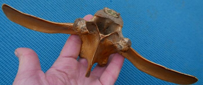 Vintage Bone