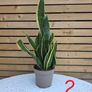 House Plants Image 4