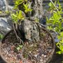 Bonsai Image 4