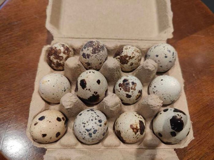 Quail Hatching Eggs