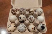 Quail Hatching Eggs