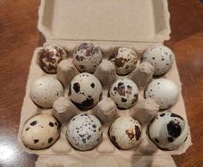 Quail Hatching Eggs