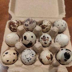 Quail Hatching Eggs