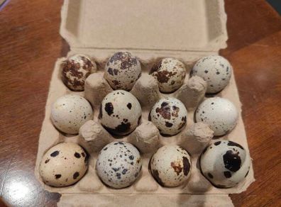 Quail Hatching Eggs
