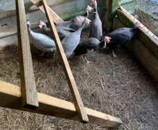 poultry