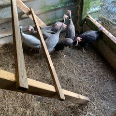 poultry
