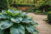 Giant Hosta Wu La La