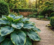 Giant Hosta Wu La La