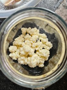 Active Milk Kefir Grains