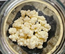 Active Milk Kefir Grains