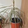 Dragon Tree Plants (Dracaena) Image 5