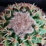 Cactus Image 2