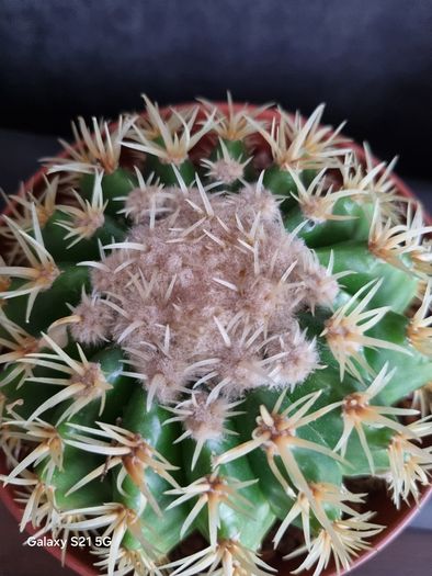 Cactus