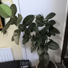 rubber plant with new pics.