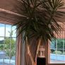 Yuca plant Image 2
